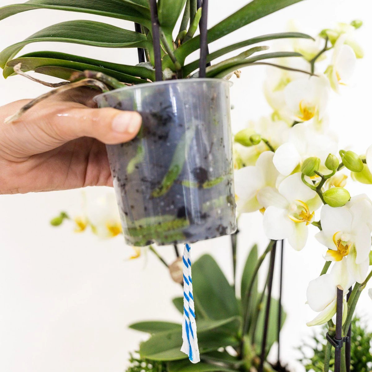 Kolibri Orchids | white plant set in Cotton basket incl. Water reservoir | Three white orchids Lausanne 9cm and three green plants | Jungle Bouquet White with self -sufficient water reservoir by Kolibri Company