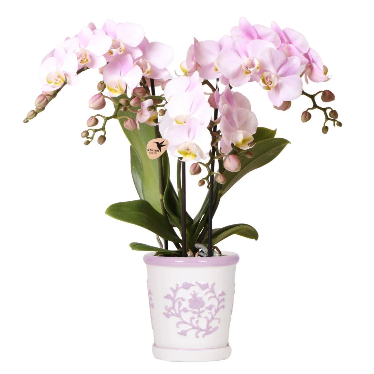 Kolibri-Orchideen Kolibri | rosa Orchidee Portugal + dekorativer Topf Malaga in Rosa – Topfgröße Ø9 cm | blühende Zimmerpflanze – frisch vom Züchter von Kolibri Company