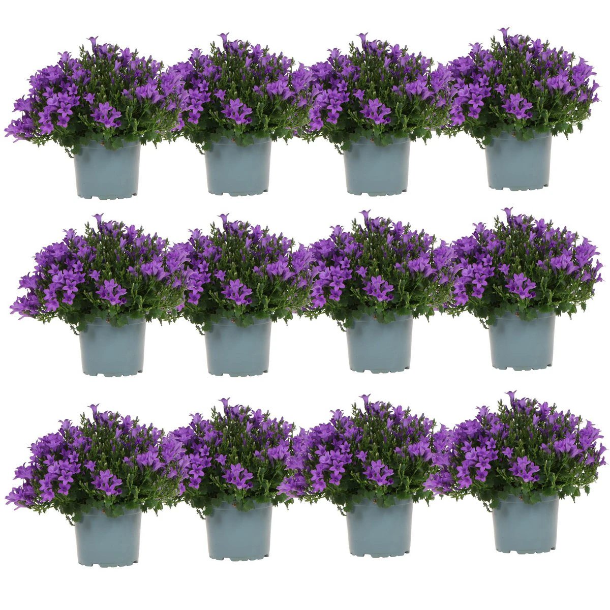 Campanula Addenda - Bellflower purple pot size 12cm - 2m2 ground cover - 12 pieces - Ambella purple - garden plants - winter hardy by Kolibri Company
