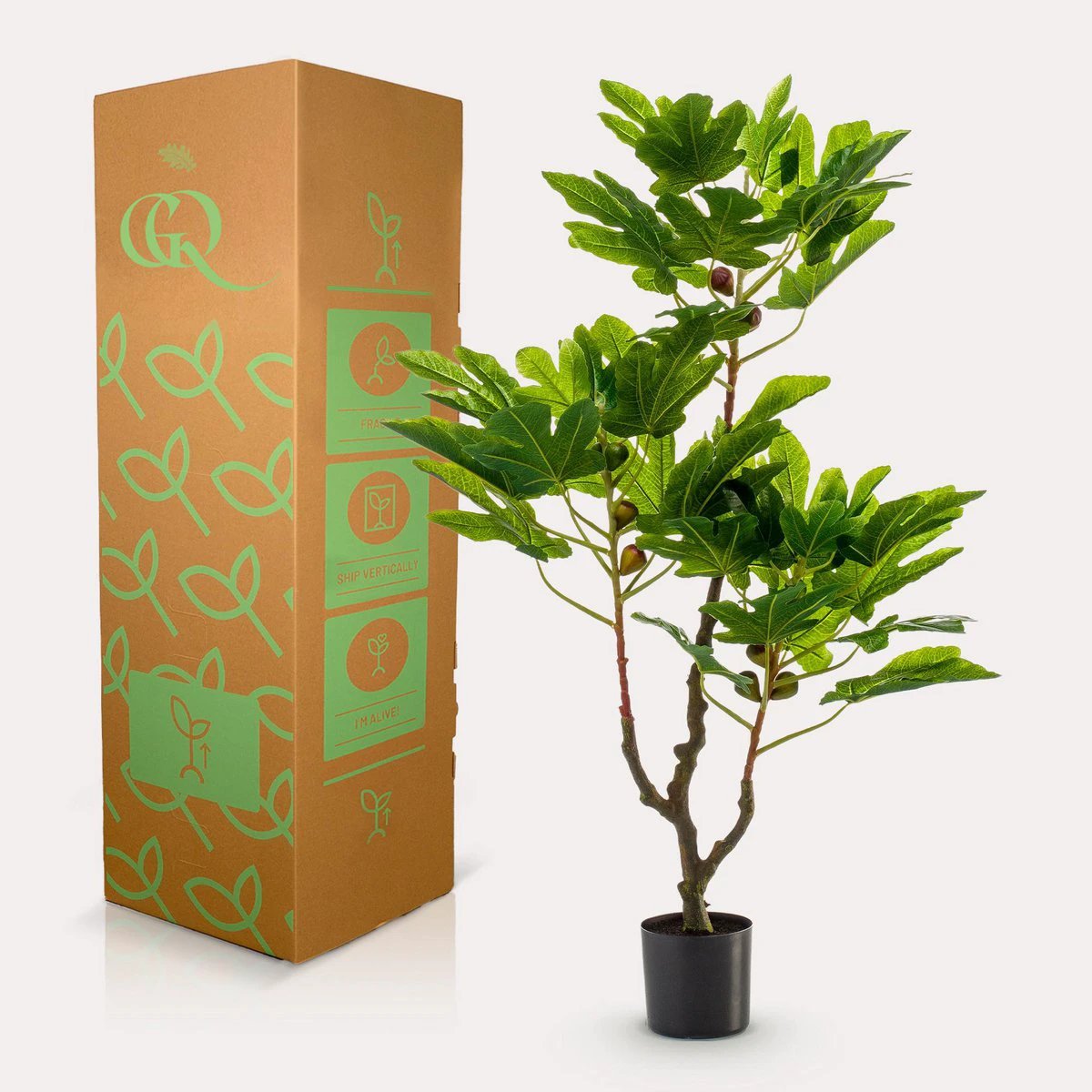 Art plant - Ficus Carica - Figen Tree - 95 cm by Green boutiQ