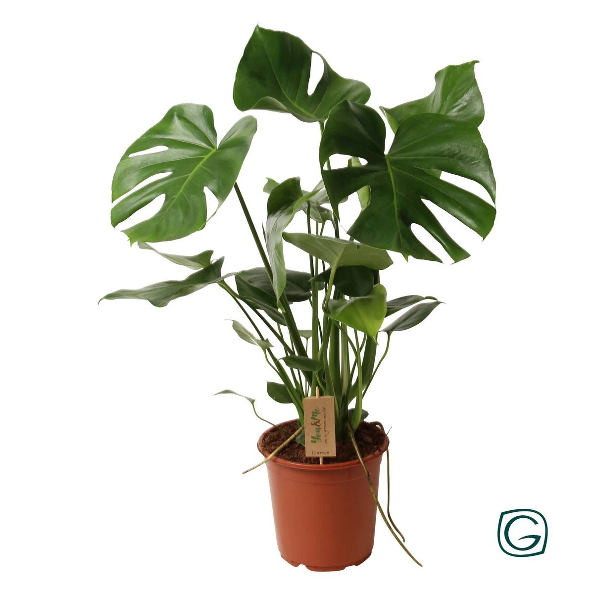Monstera Deliciosa P21 - Ø21cm - ↕60cm by MEERgroothandel Planten