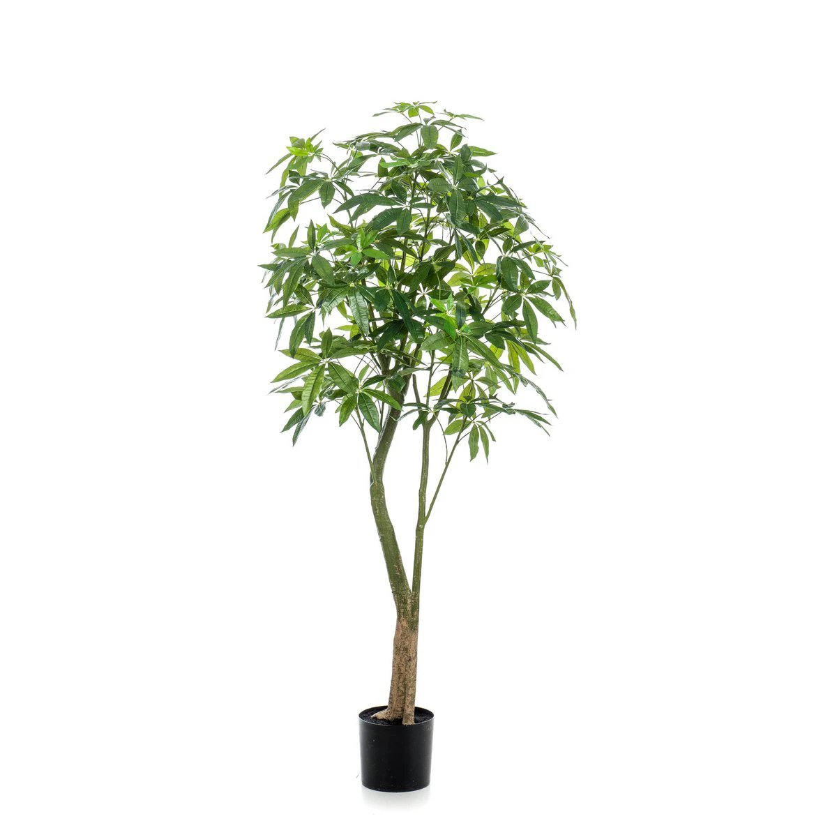 Kunstpflanze – Pachira aquatica – Geldbaum – 180 cm von Green boutiQ
