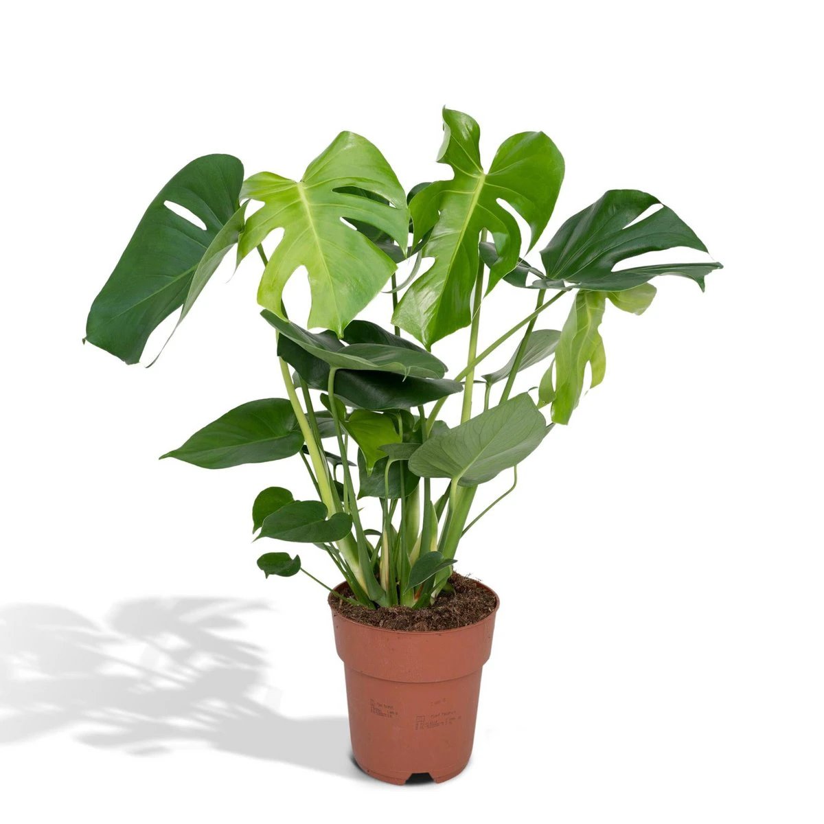 Monstera Deliciosa - Ø19cm - ↕60cm by MEERgroothandel Planten