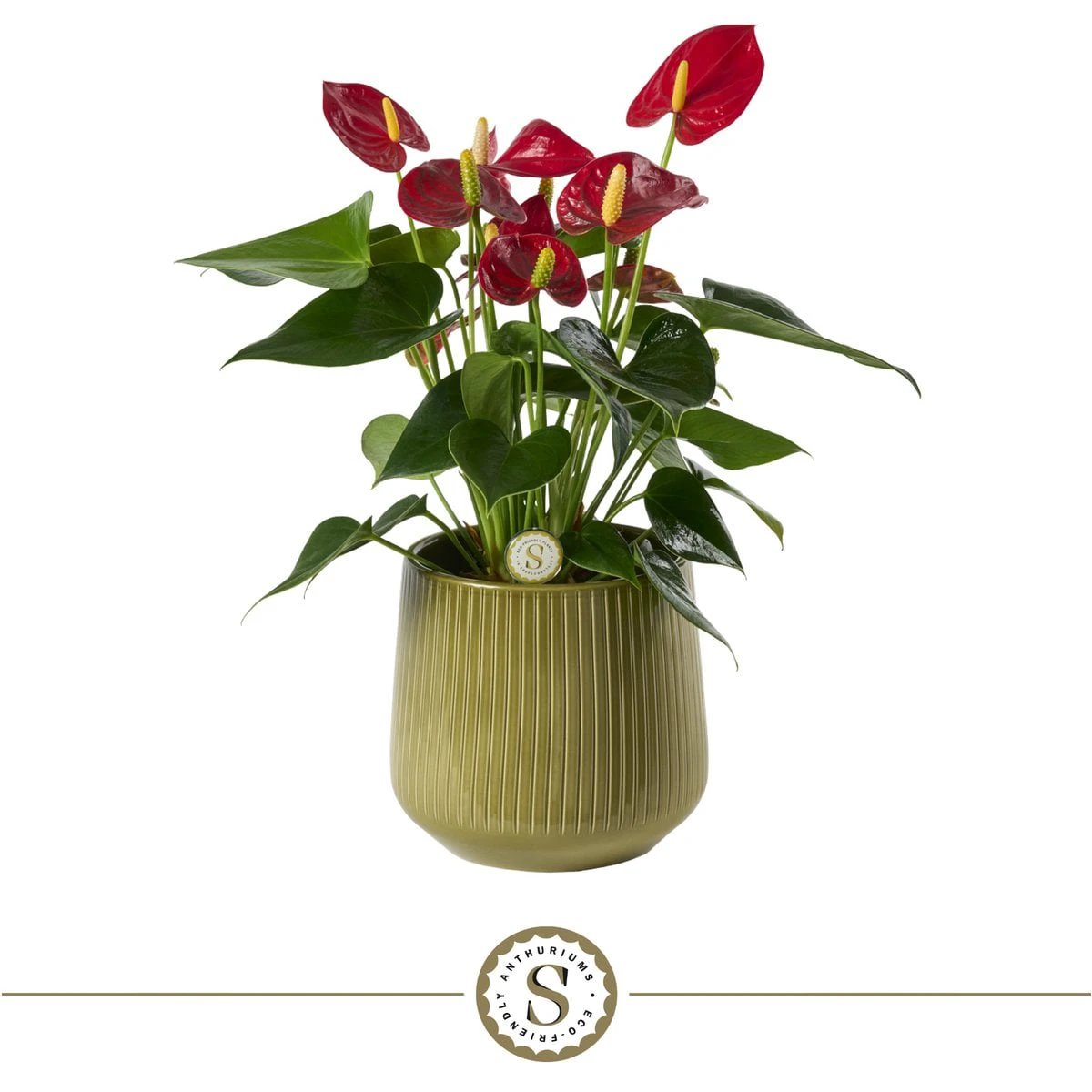 Green Red Champion by Blooming Luxury