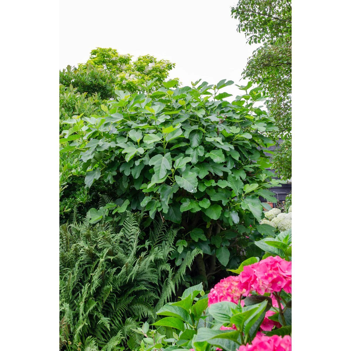Ficus Gustissimo® Perretta® - ↕50 cm - Ø19 von MEERgroothandel Planten