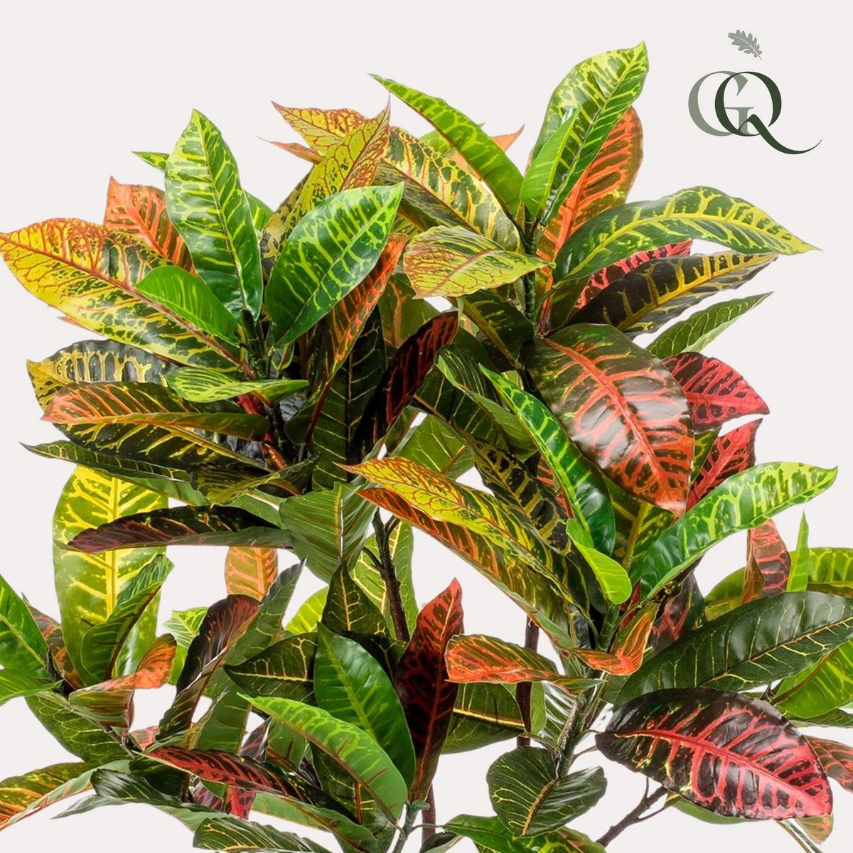 Art plant - Croton Codiaeum - Wonder bush - 120 cm by Green boutiQ
