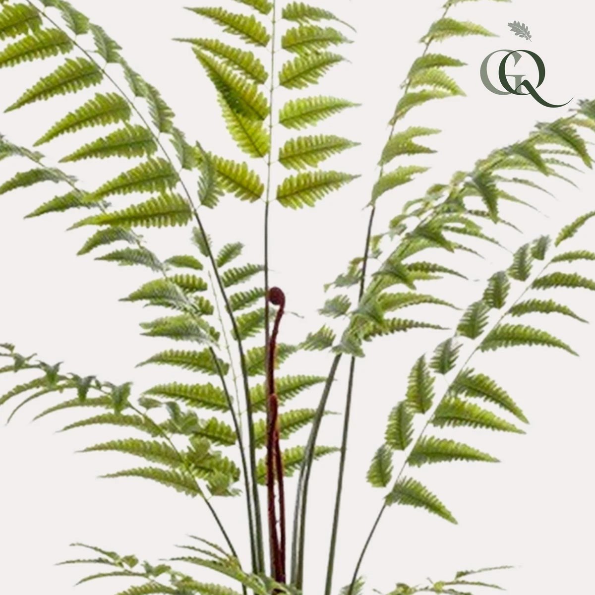 Art Plant - Rumohra Adiantiformis - The Leader Varge - 180 cm by Green boutiQ
