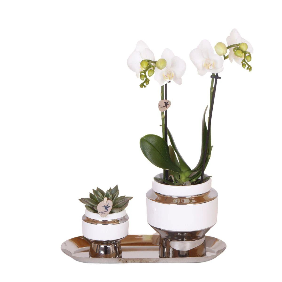 Kolibri Company - Set of white orchid and Succulent on silver tray - fresh from the grower by Kolibri Company