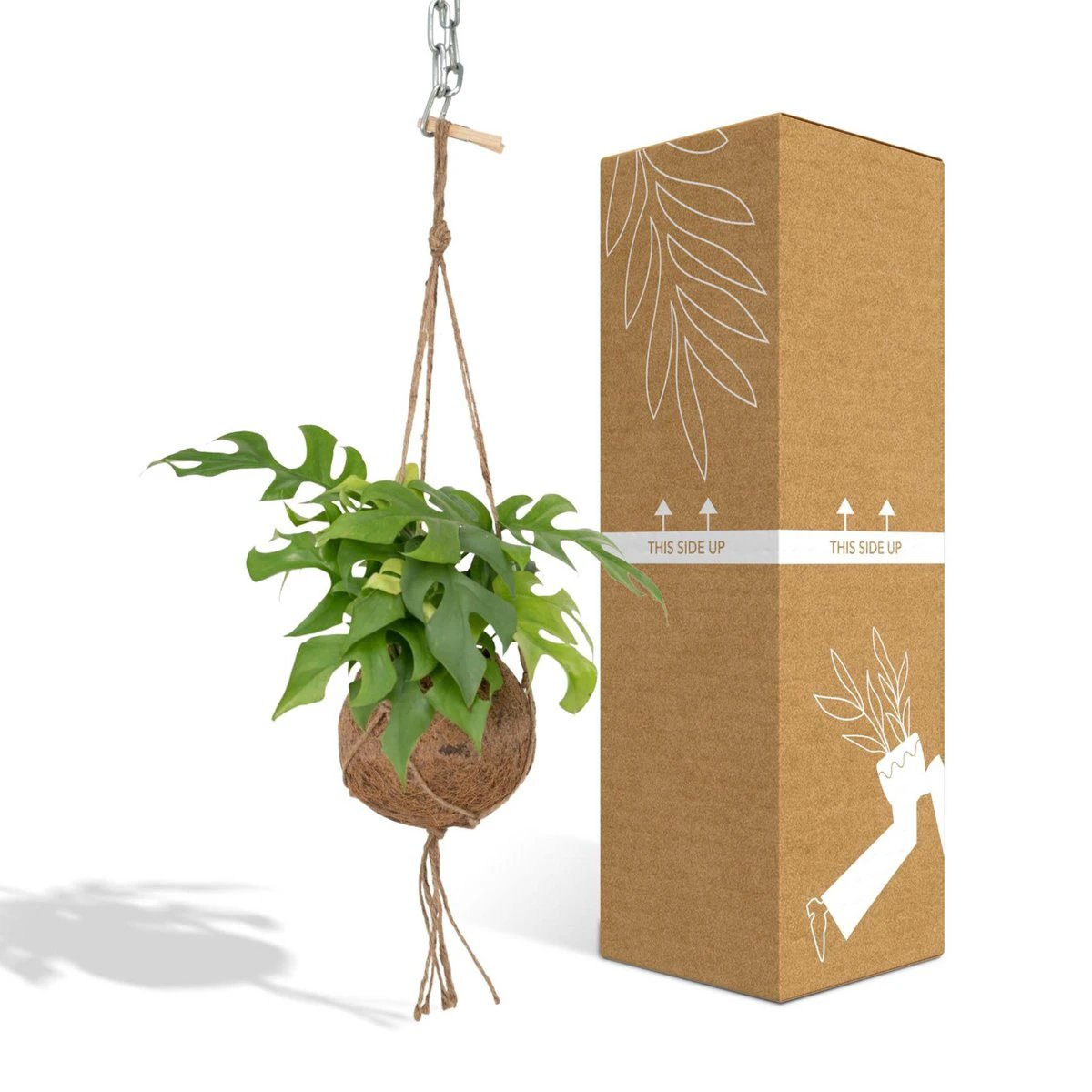 Kokodama Monstera Minima Hang - Hole Plant - Ø15cm - ↕25cm by MEERgroothandel Planten