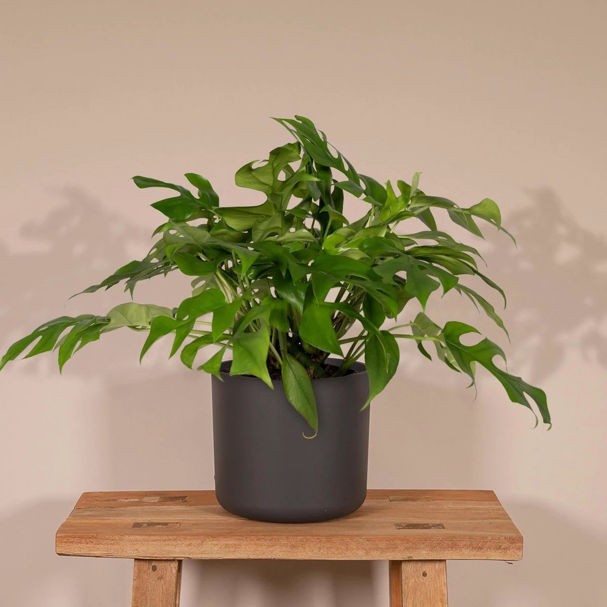 Monstera Minima - Hole plant - Ø15cm - ↕25cm by MEERgroothandel Planten
