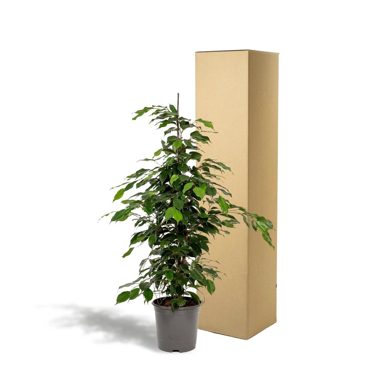 Ficus benjamina Danielle - Ø21cm - ↕95cm by MEERgroothandel Planten