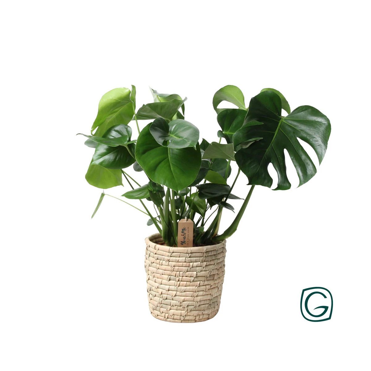 Monstera In Basket Palmleaf - Ø21cm - ↕60cm by MEERgroothandel Planten