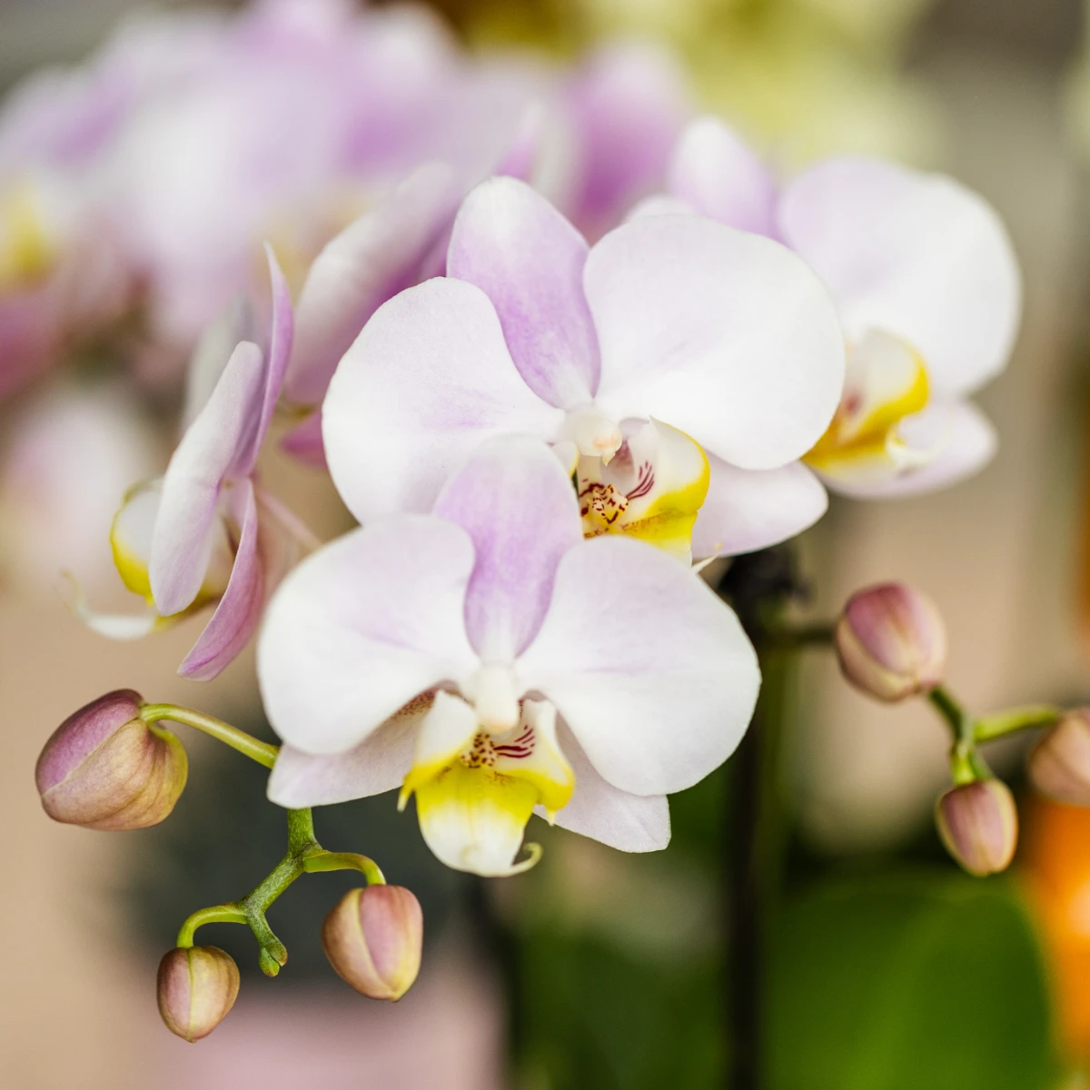 Hummingbird Orchids | Pink phalaenopsis orchid - Portugal - pot size Ø9cm | flowering houseplant - fresh from the grower by Kolibri Company