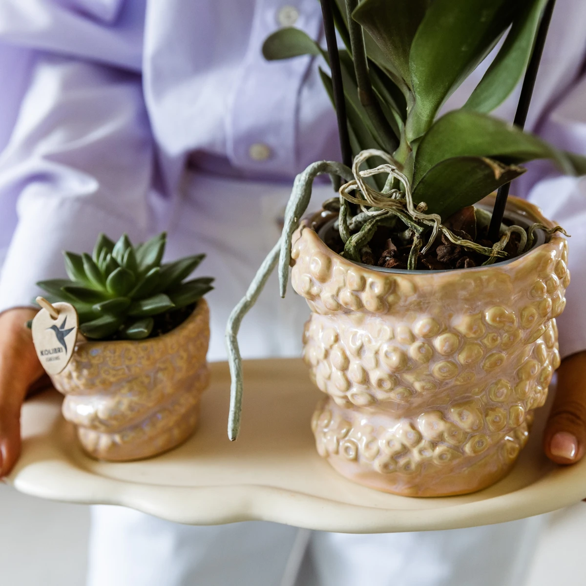 Hummingbird Company | Gift set Octopus Pink small | Green plant with old pink Phalaenopsis orchid in Octopus pink decorative pots on white organic tray by Kolibri Company