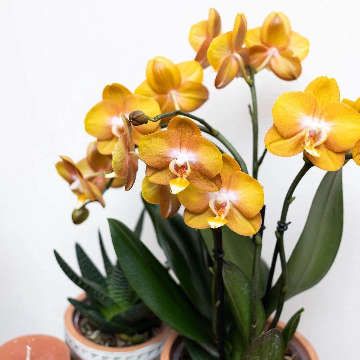 Colibr Orchids | orange gold Phalaenopsis orchid potmate Ø12cm | Jewide Las Vegas | -driving room plant - freshly from the grower by Kolibri Company