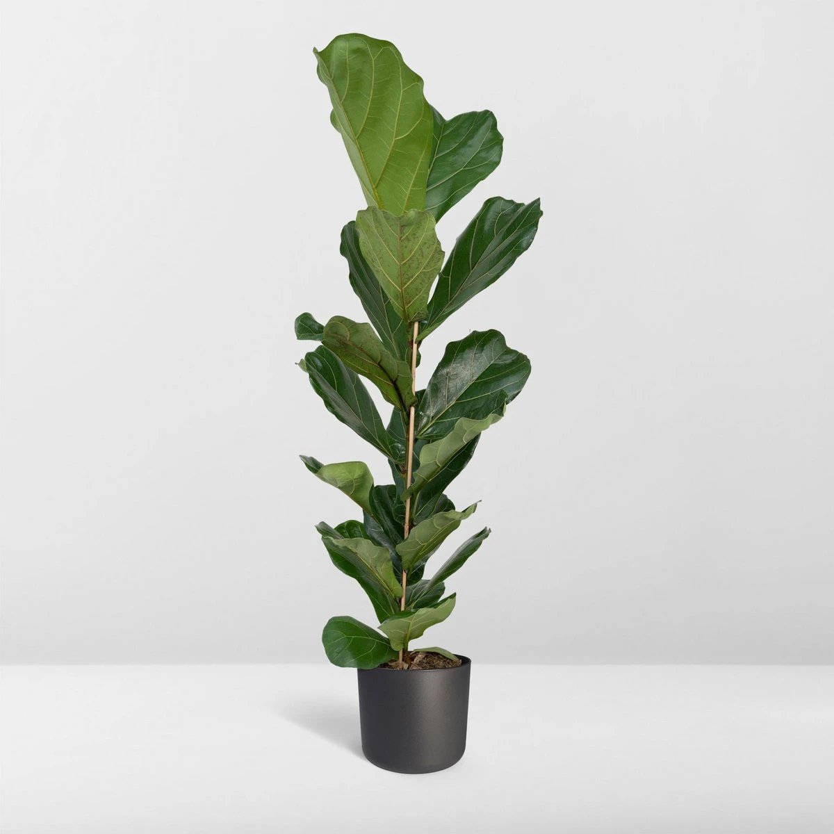 Ficus Lyrata - Rubber plant - Ø21cm - ↕100cm by MEERgroothandel Planten