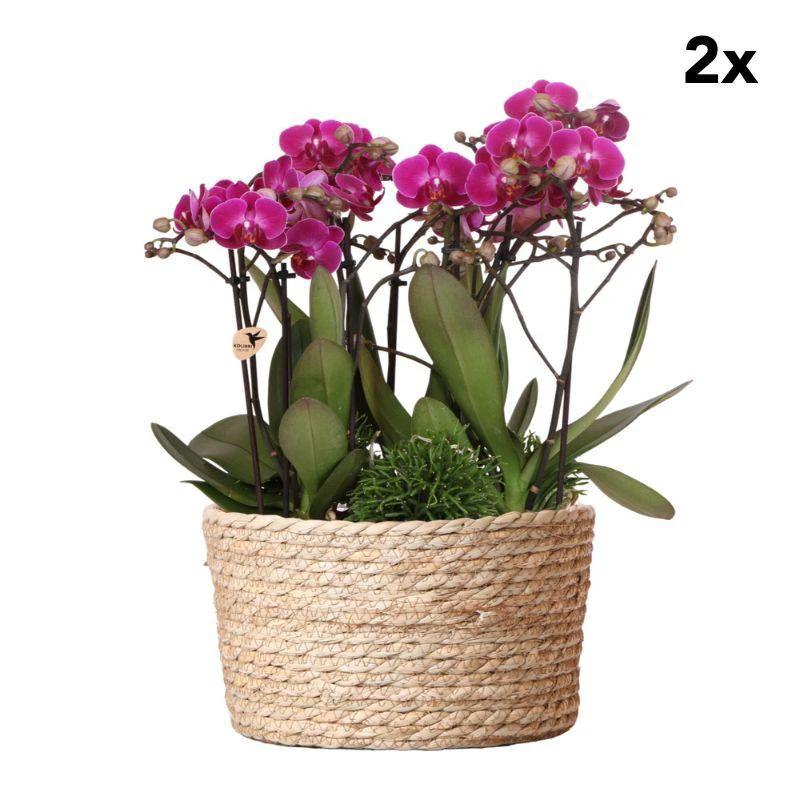 Kolibri Orchids | 2 pieces | Purple plant set in Reed Basket incl. Water reservoir | Three purple orchids and three green plants Jungle Bouquet Purple with self -sufficient water reservoir by Kolibri Company