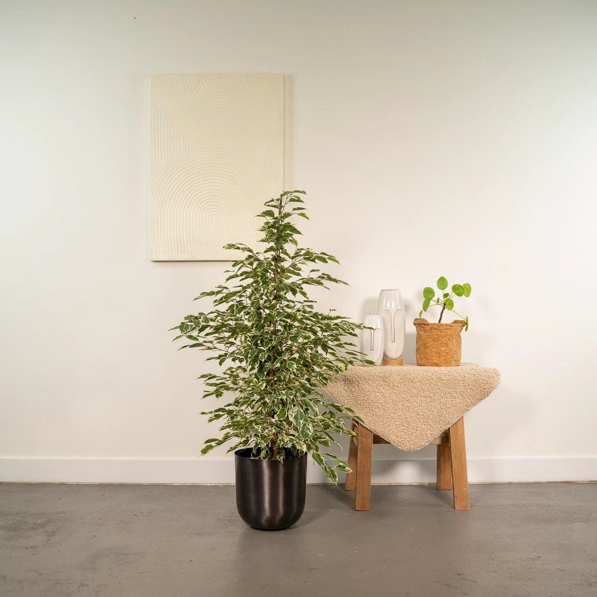 Ficus benjamina Twilight - ↨95cm - Ø21cm + Topf Mayk Lead von MEERgroothandel Planten