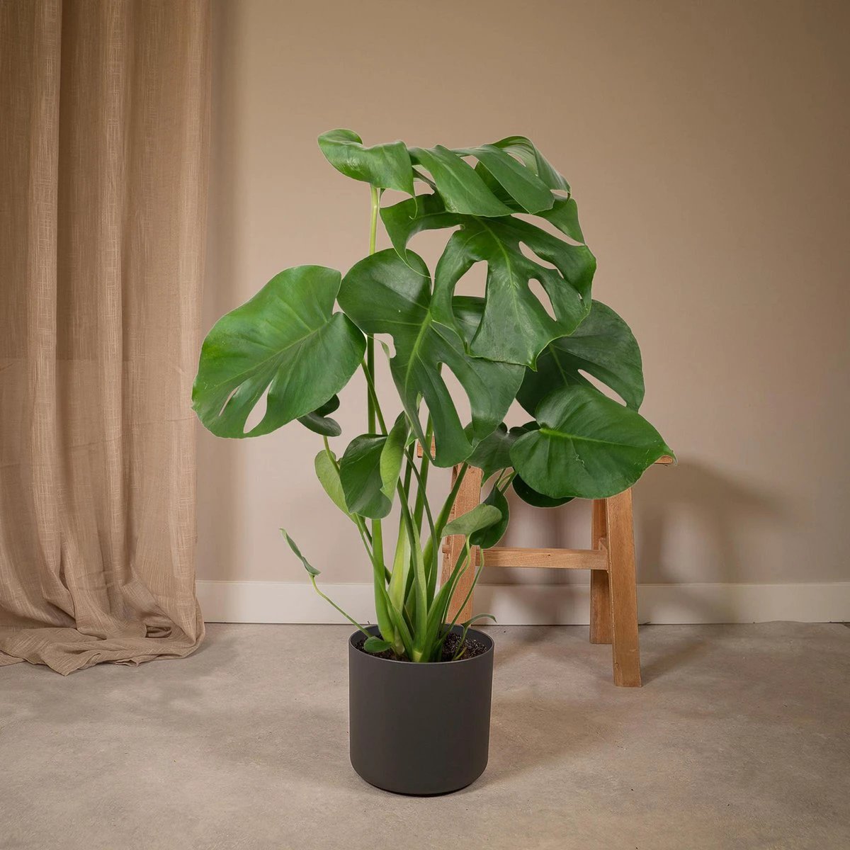 Monstera Deliciosa - Hole plant - Ø17cm - ↕55cm by MEERgroothandel Planten