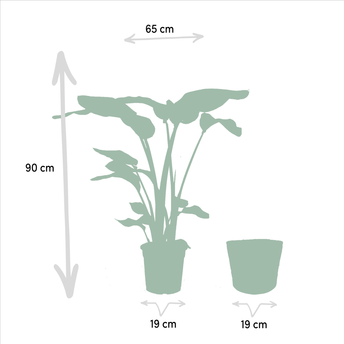 Strelitzia Nicolai - Ø19cm - ↕85cm + Monstera Deliciosa - Ø21cm - ↕75cm + Mand Selin by MEERgroothandel Planten