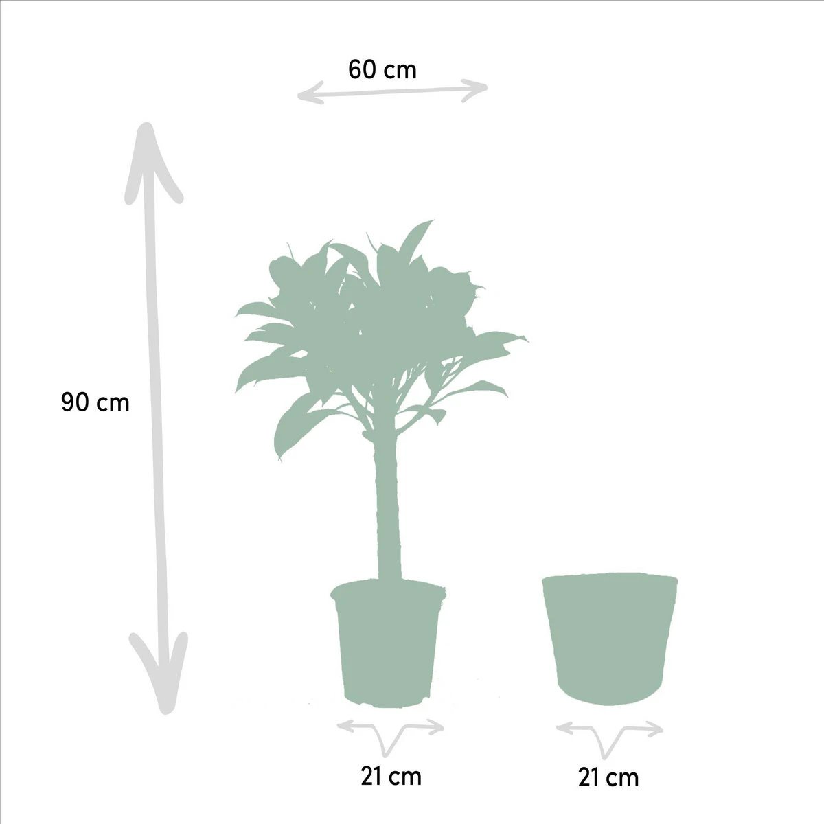 Ficus elastica Melany Stamm - ↨90 cm - Ø21 cm + Korb Igmar von MEERgroothandel Planten