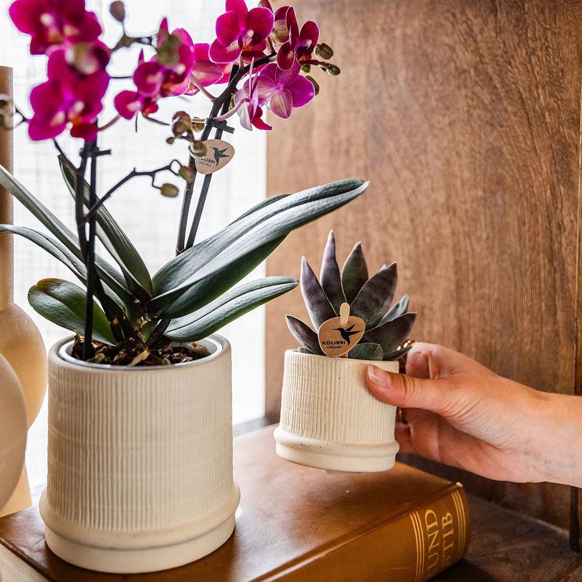 Kolibri Home | Bali sierpot - Off White - Ø9cm by Kolibri Company