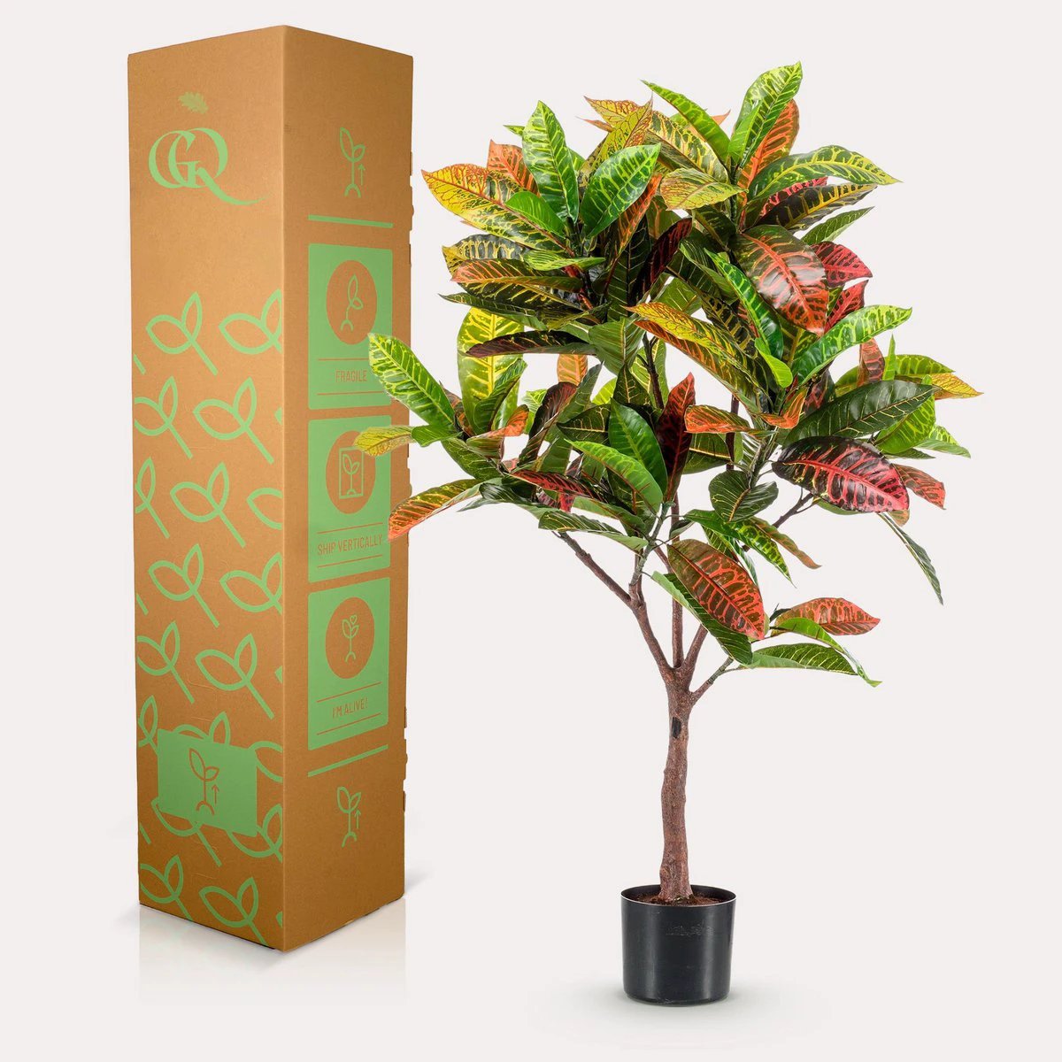 Art plant - Croton Codiaeum - Wonder bush - 120 cm by Green boutiQ