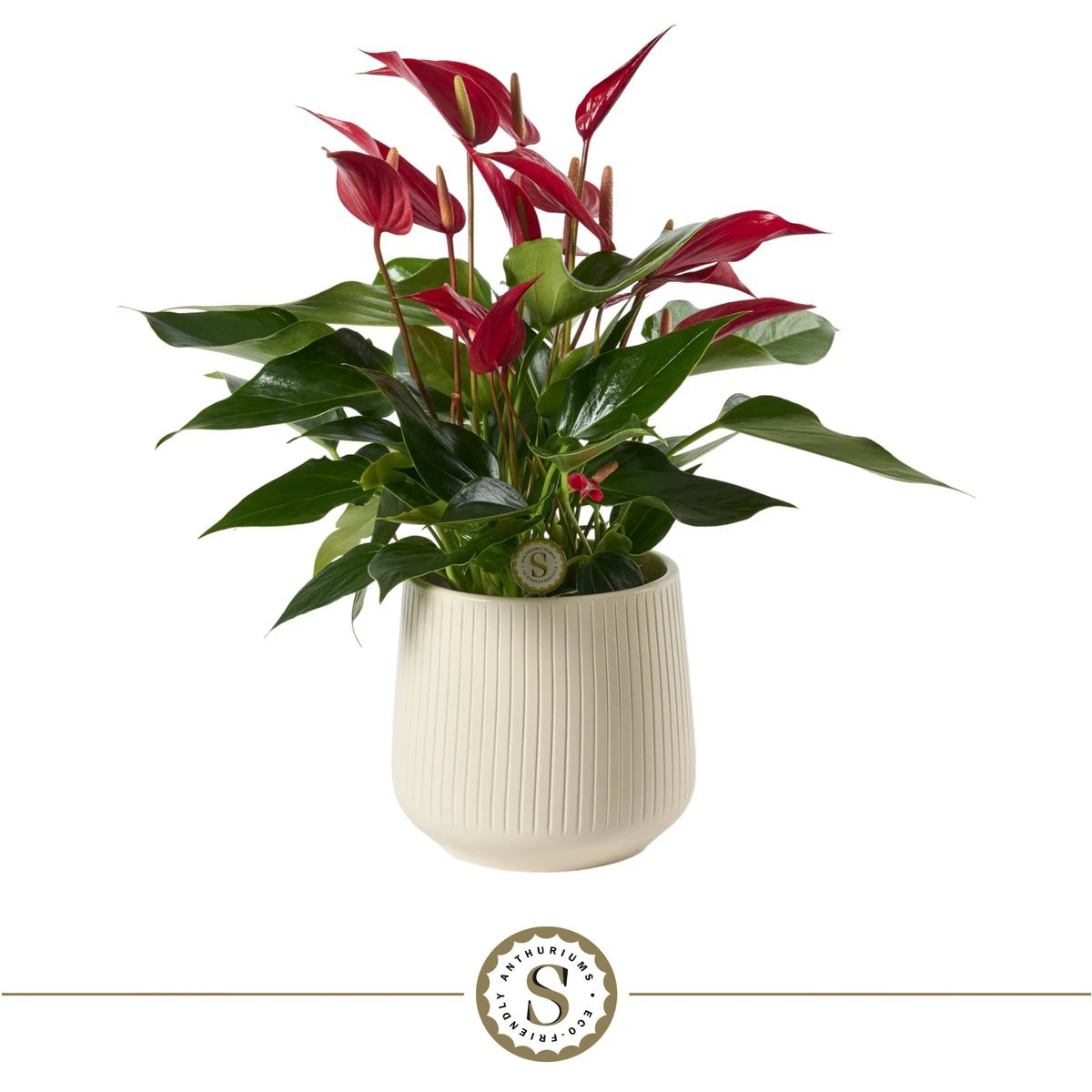 White Roja by Blooming Luxury