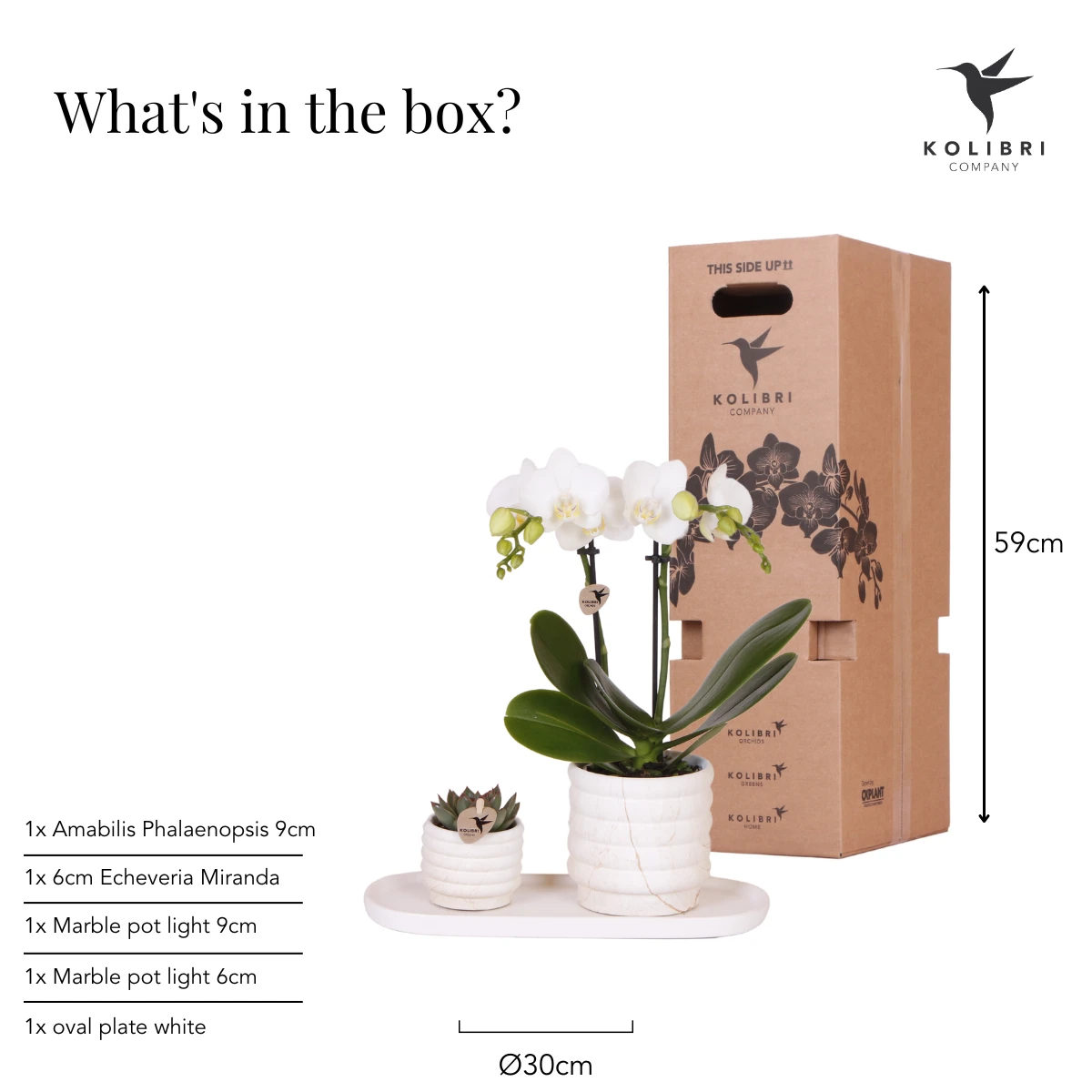 Hummingbird Company | Plant set Slow Living small | White Phalaenopsis Orchid Lausanne and Succulent incl. ceramic decorative pots on white organic tray by Kolibri Company
