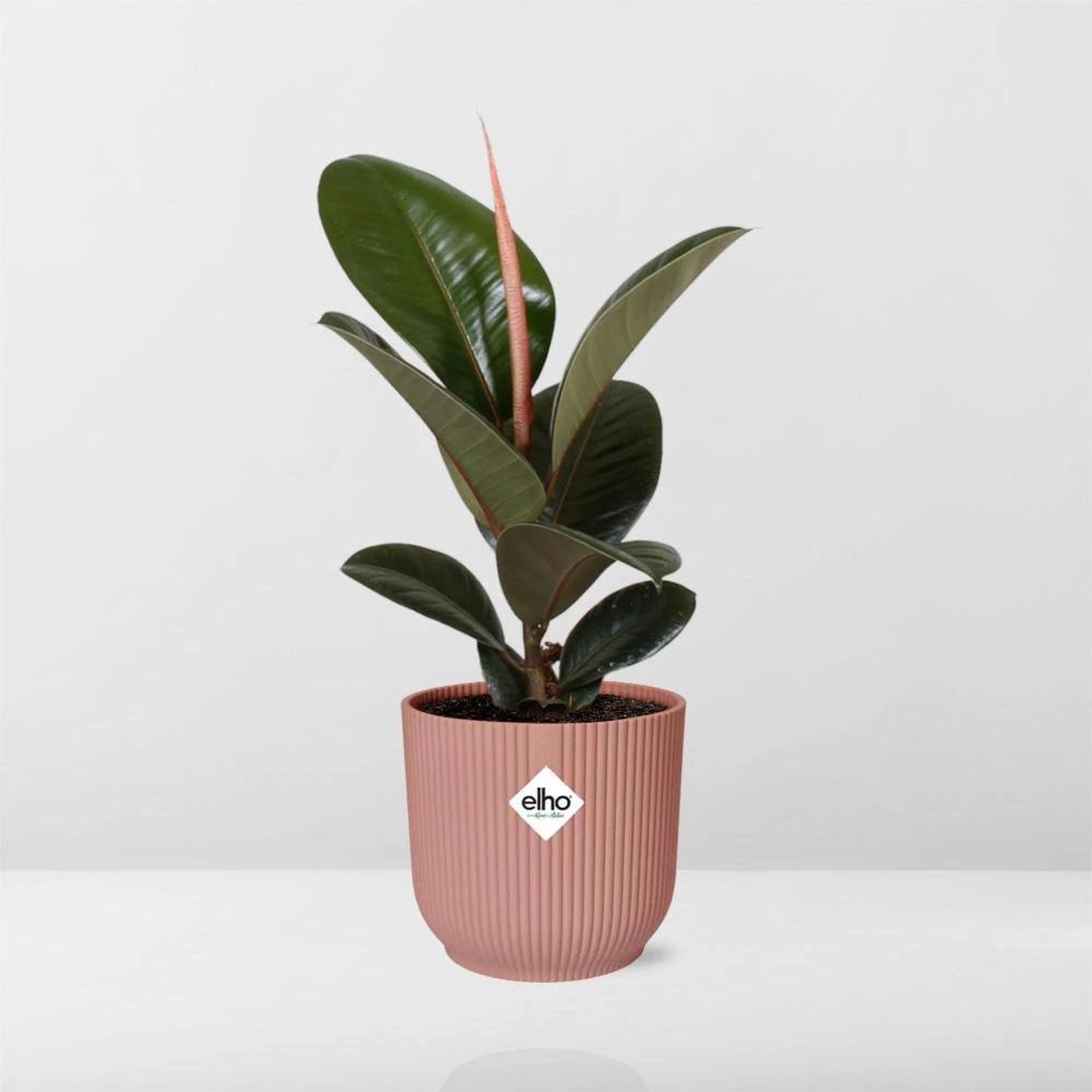 Ficus Elastica 'Robusta' in ELHO Vibes Fold 14cm pink by MEERgroothandel Planten