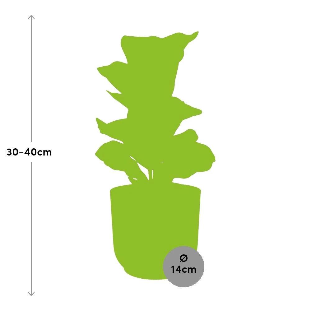 Ficus lyrata ‘Bambino’ im ELHO Vibes Fold 14 cm, gelb, von MEERgroothandel Pflanzen
