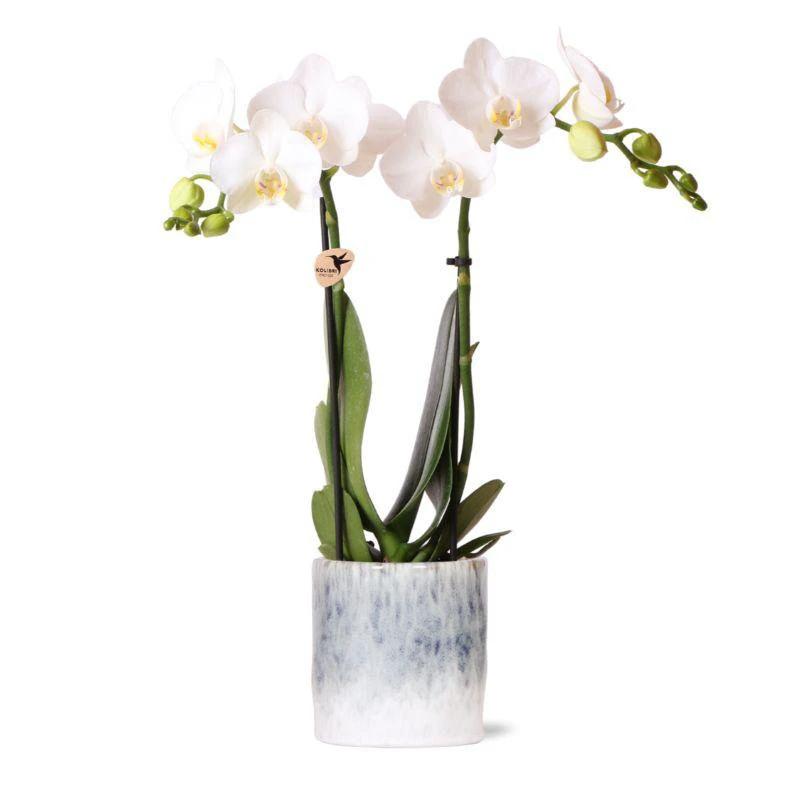Colibr Orchids | weiße Phalaenopsis-Orchidee – Amabilis + Sky-Topf – Topfmaß Ø9 cm | blühende Zimmerpflanze im Blumentopf – frisch vom Züchter von Kolibri Company