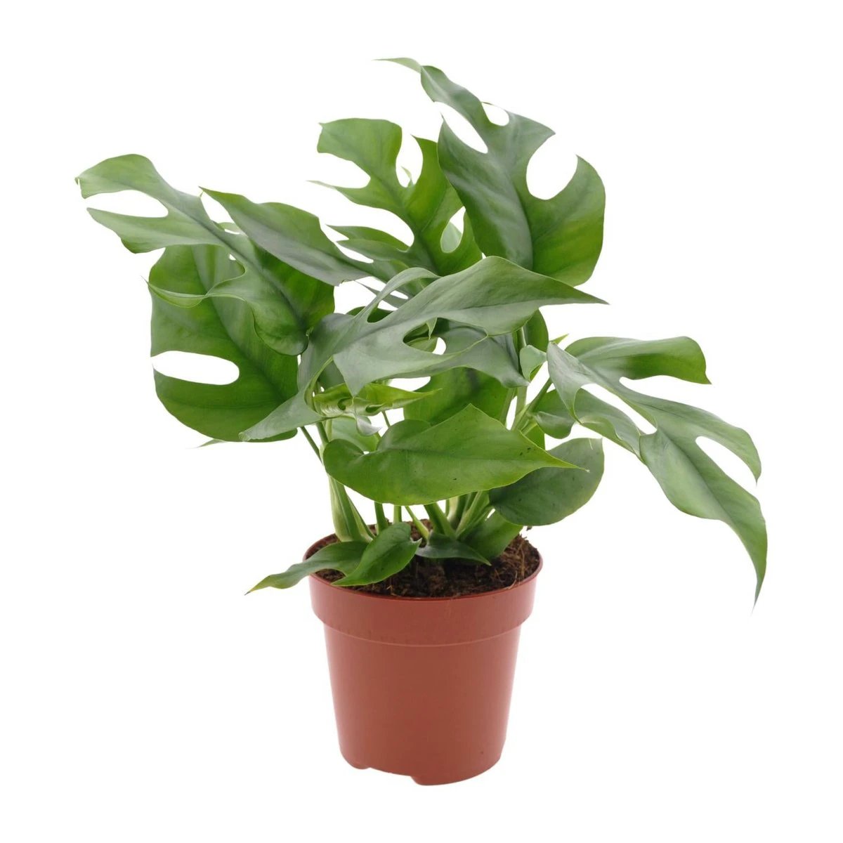 Monstera Minima - Ø12cm - ↕25cm by MEERgroothandel Planten