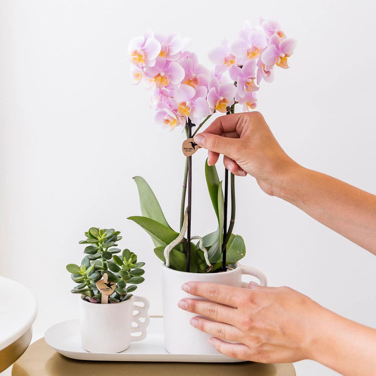 Kolibri Orchideen – Überraschungsbox einfarbig – Pflanzen-Vorteilsbox – Überraschungsbox mit 4 verschiedenen Orchideen – Frisch vom Züchter von Kolibri Company