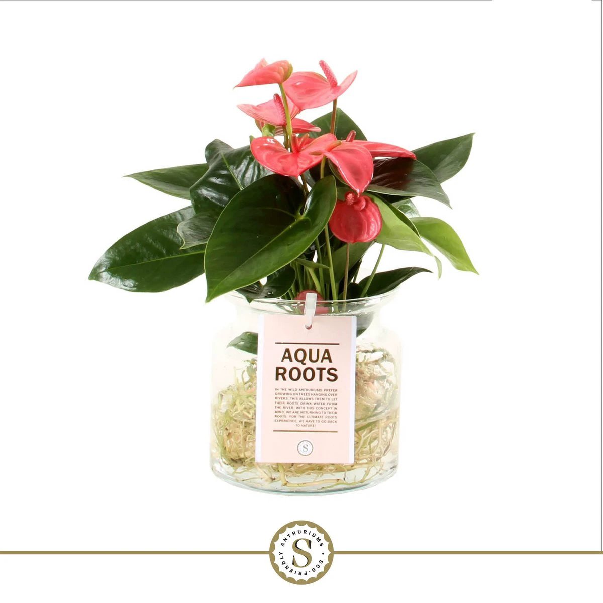 Anthurium Aqua Roots Pink Champion by Blooming Luxury