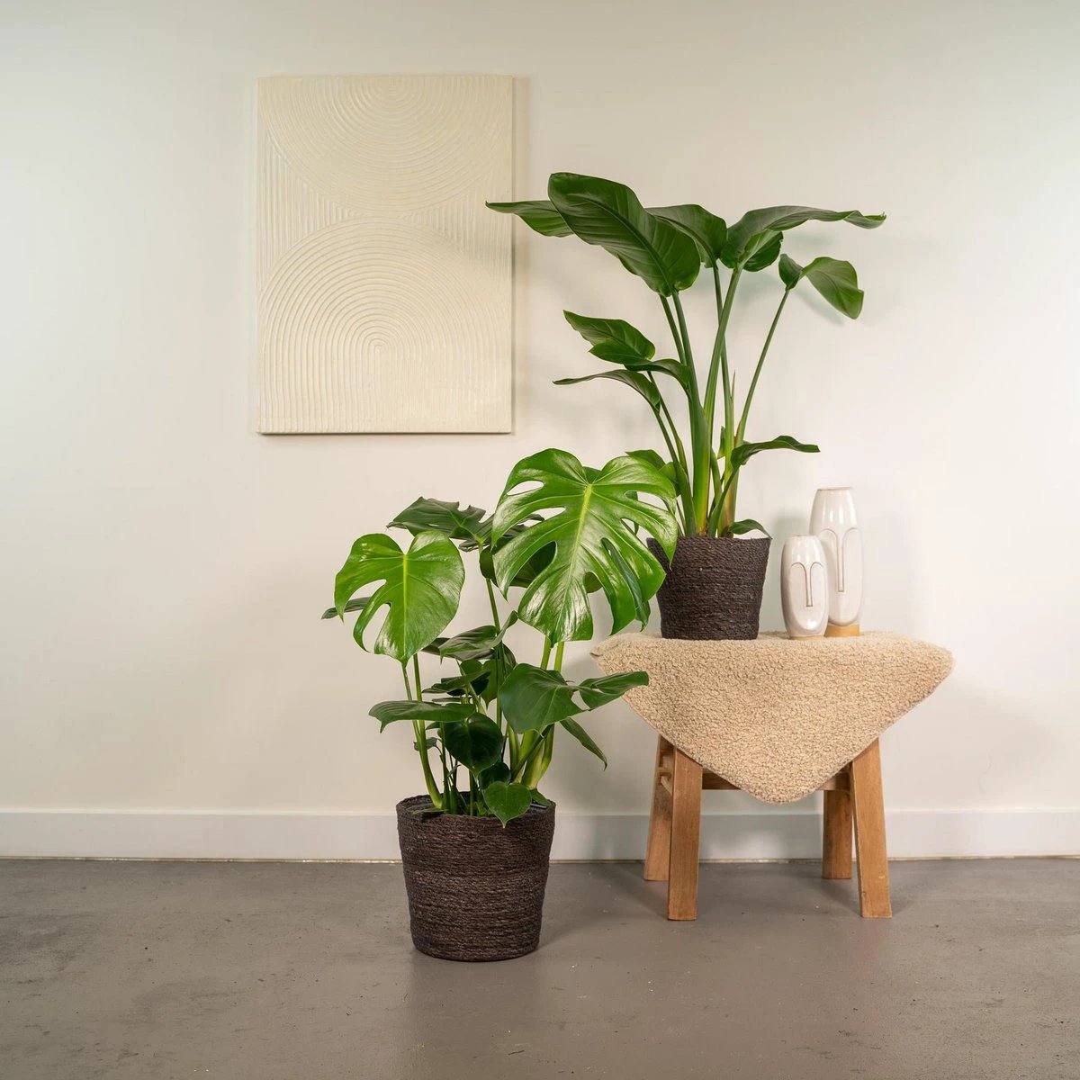 Strelitzia Nicolai - ↨85cm - Ø19cm + Monstera Deliciosa - ↨75cm - Ø21cm by MEERgroothandel Planten