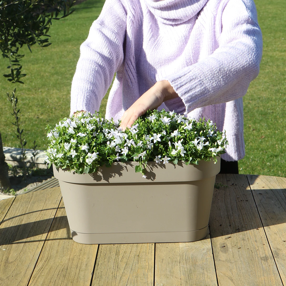 Campanula Addenda Ambella Intense Purple – Balkoneimer Weiß mit 3 Stück Campanula, Topfgröße 12 cm – inkl. Aufhängesystem – Glockenblume Purple – Stauden – Gartenpflanzen von Kolibri Company