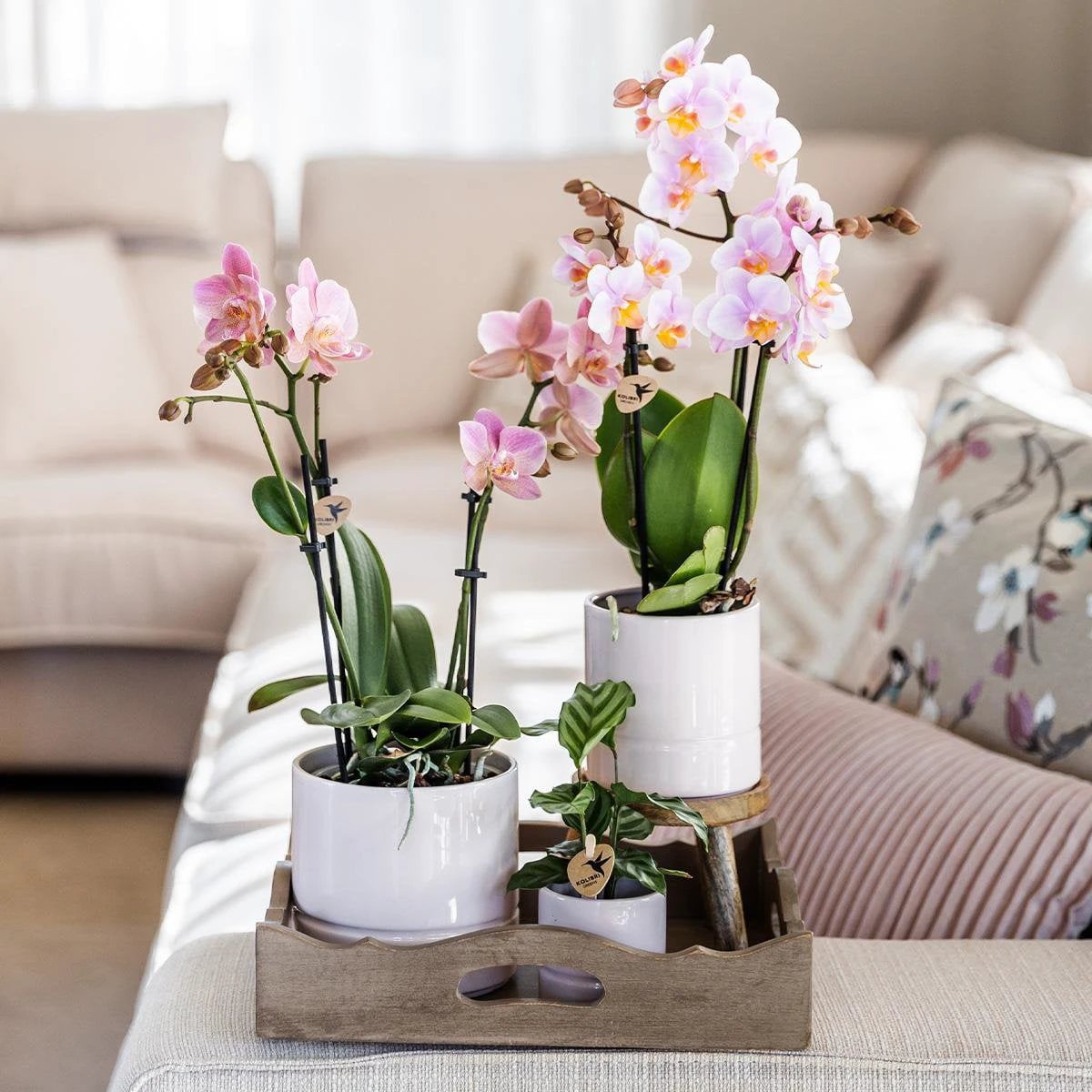 Hummingbird Home | Pastel pot white - Ø9cm by Kolibri Company