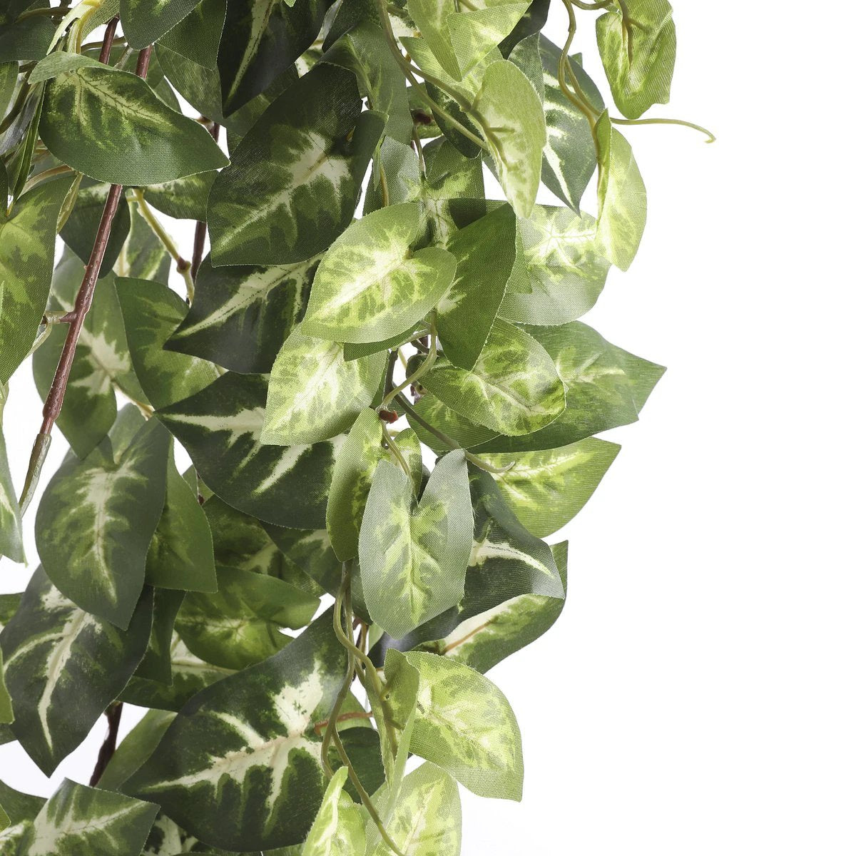 Artificial hanging plant Fittonia Green by Mica Decorations