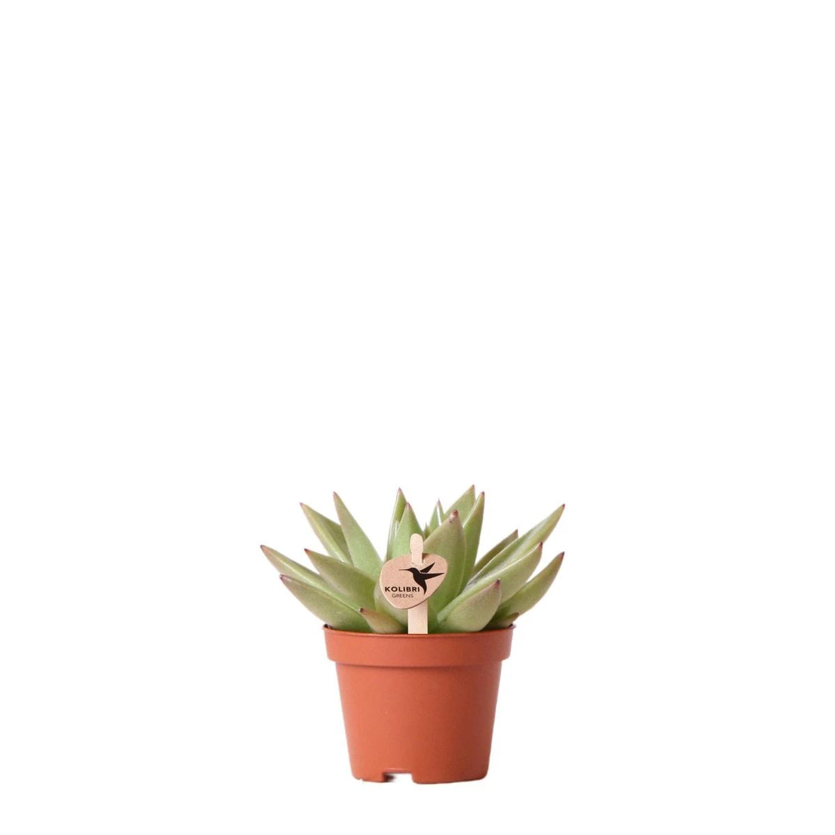 Kolibri Greens | Green Plant - Succulent Echeveria Miranda Potmaat Ø6cm | green houseplant - fresh from the grower by Kolibri Company