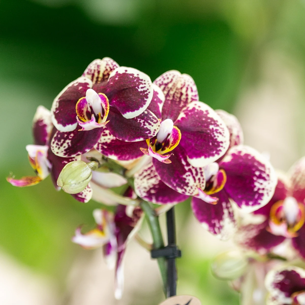 Kolibri-Orchideen | KOMBI-ANGEBOT mit 4 gelb-roten Phalaenopsis-Orchideen – Spanien – Topfgröße Ø9 cm | blühende Zimmerpflanze – frisch vom Züchter von Kolibri Company