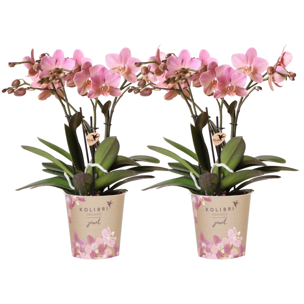 Kolibri Orchids I COMBI DEAL of 2 old pink Phalaenopsis orchids - Treviso - pot size Ø12cm | flowering houseplant - fresh from the grower by Kolibri Company