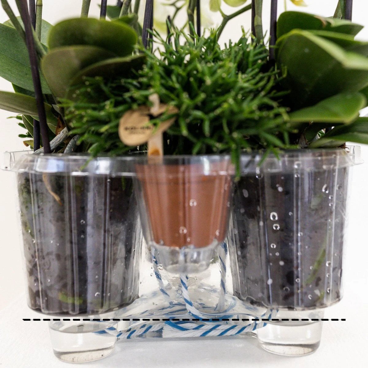 Kolibri Home - Inlay with water reservoir with watering wicks for orchid bowl - watering system for orchids Ø25cm - Inlay 1x12 + 2x9 - Field Bouquet + 3x watering wicks by Kolibri Company