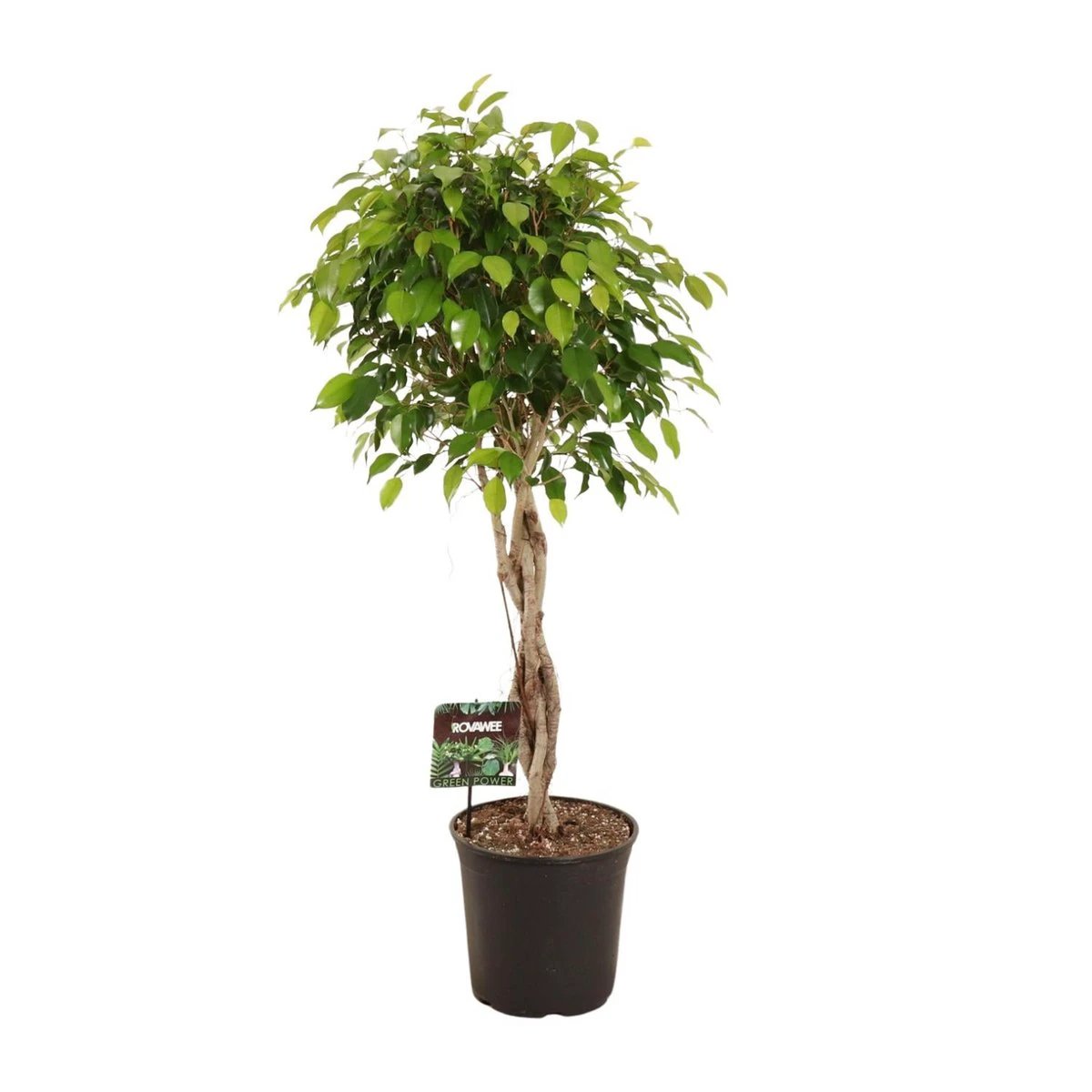 Ficus Benjamina Exotica - Ø27 cm - ↕120 cm von MEERgroothandel Planten