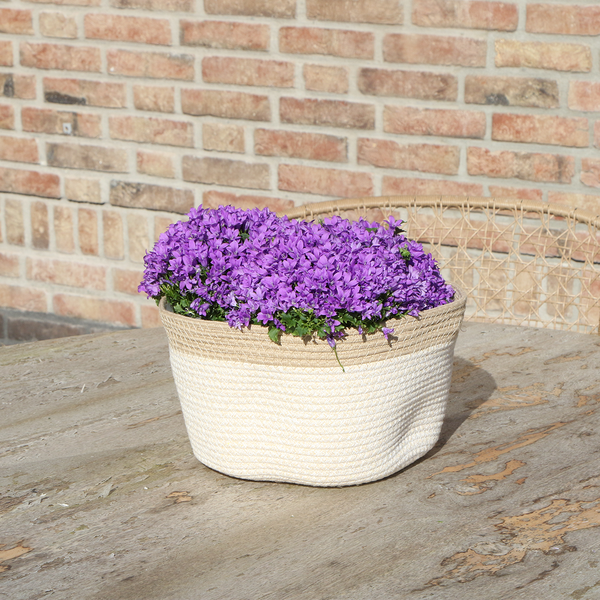 Campanula Addenda Ambella Intense Purple - Cotton Scale with Campanula With Water Give System - 3 Pieces - Klokjesbloem Purple - Pot size 12cm - Inside & Outside by Kolibri Company