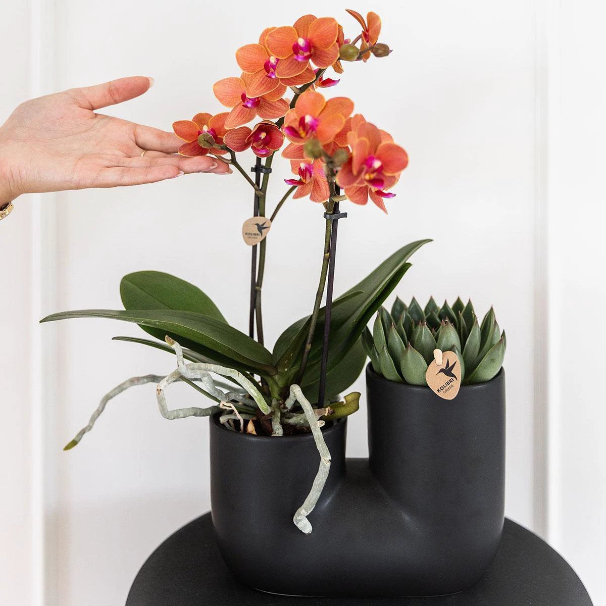 Hummingbird Orchids | Set of orange orchid Bolzano and succulent in Tube decorative pot black - pot size Ø9cm | flowering houseplant - fresh from the grower by Kolibri Company