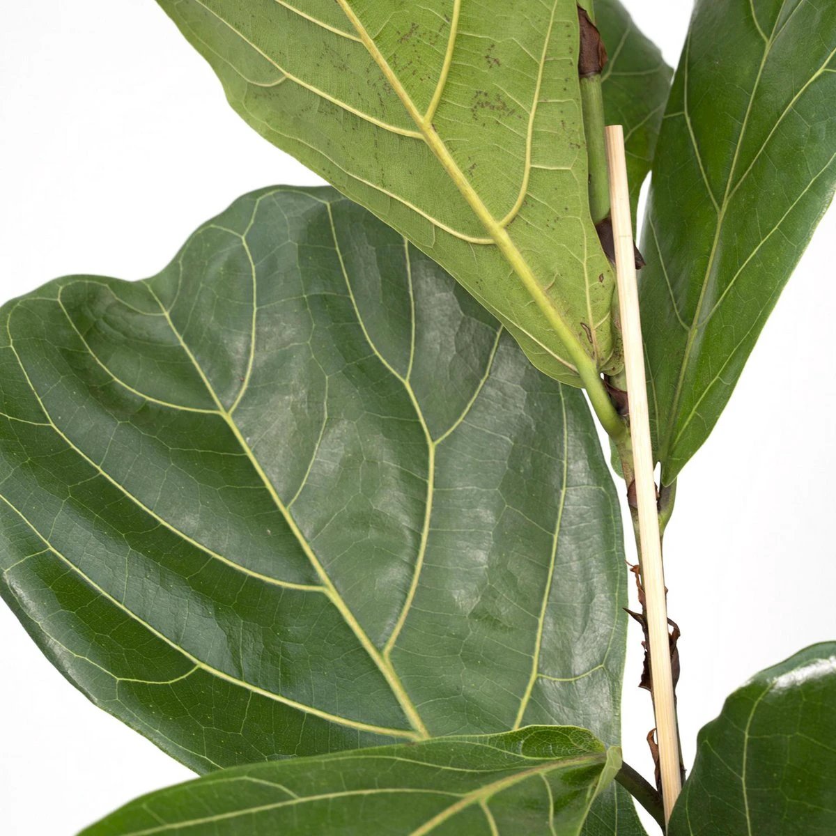 Ficus Lyrata - Rubber plant - Ø17cm - ↕75cm by MEERgroothandel Planten