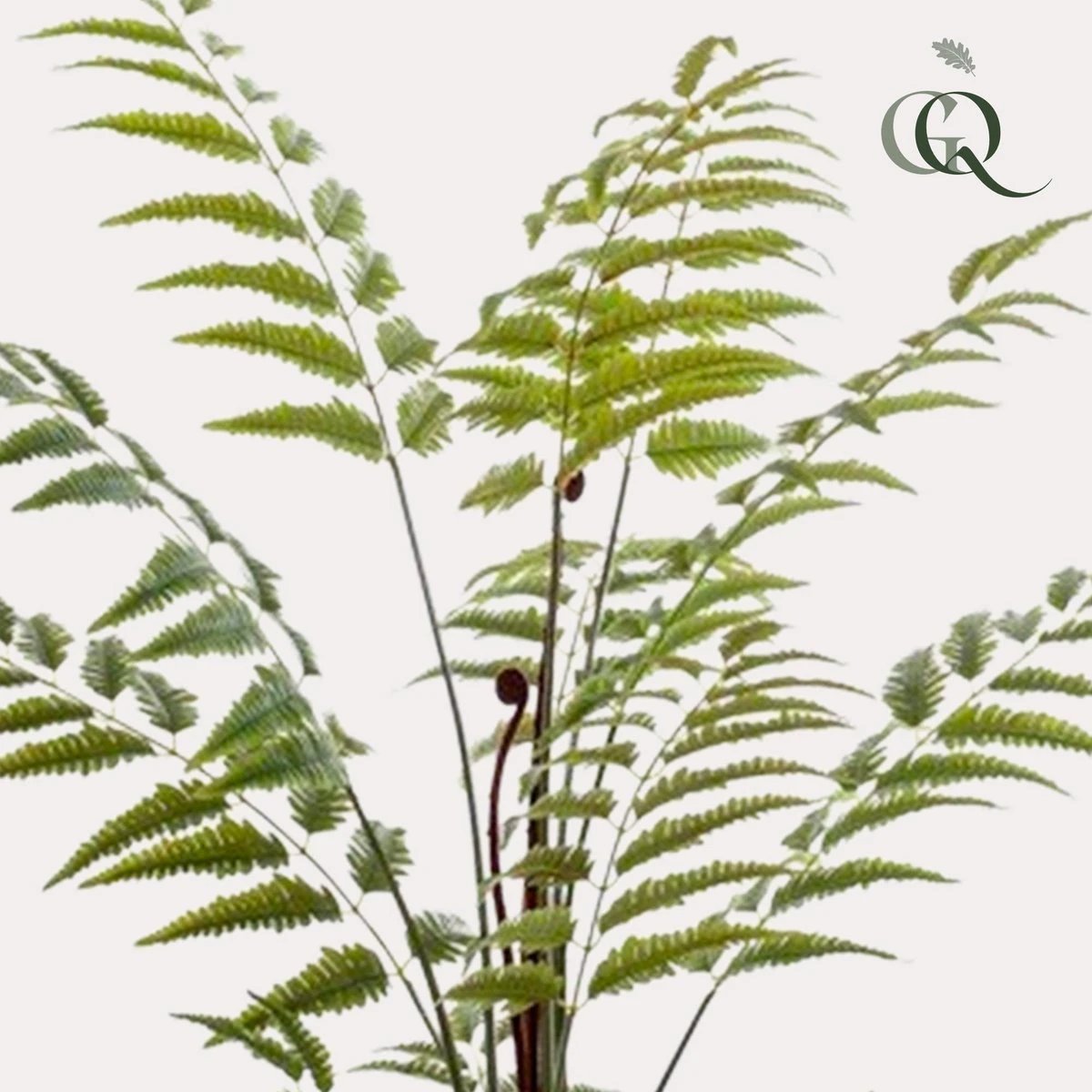 Art Plant - Rumohra Adiantiformis - The Leader Varise - 150 cm by Green boutiQ