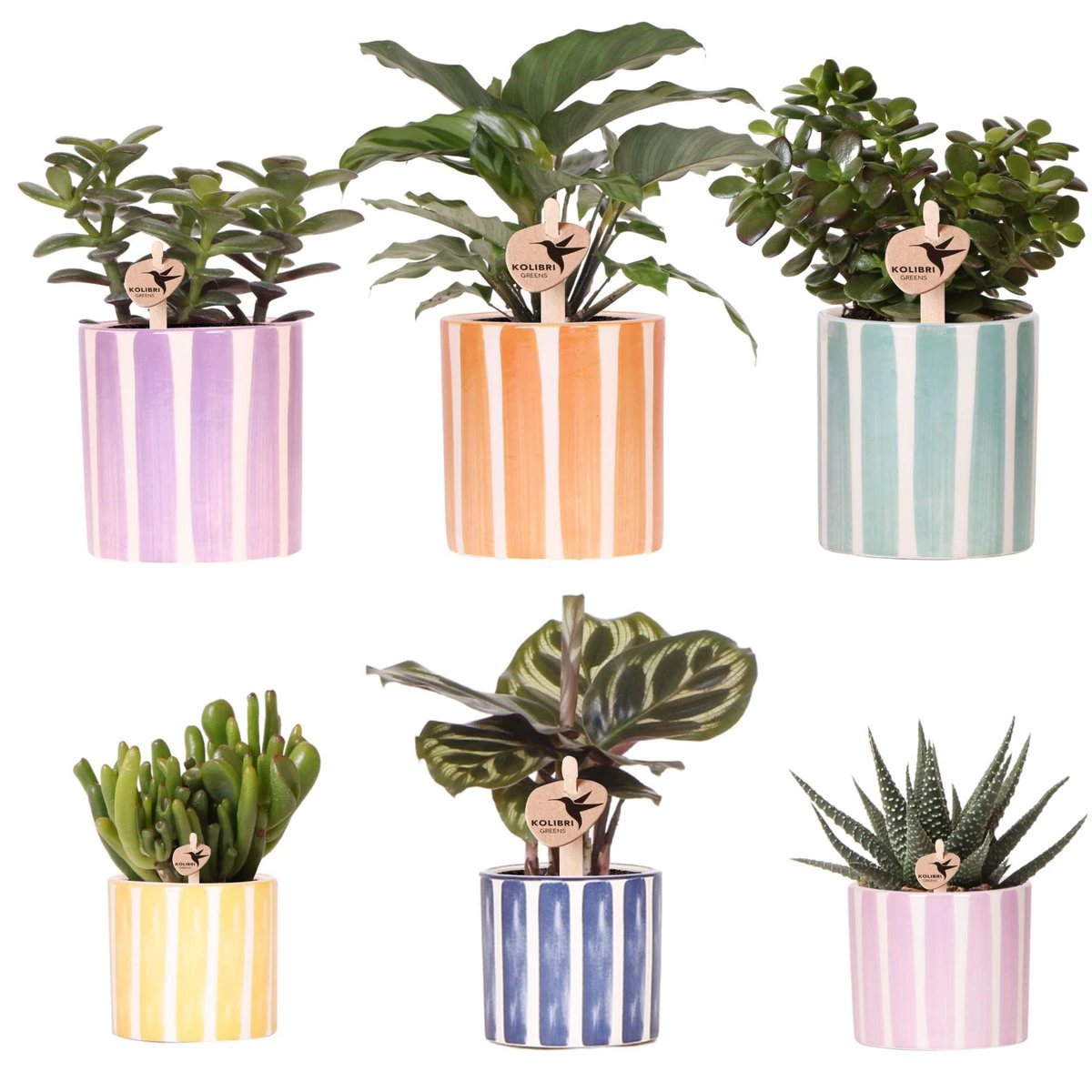 Hummingbird Greens | Mix of green plants + Painted Stripe decorative pots - pot size Ø9cm & Ø6cm | flowering houseplants - fresh from the grower by Kolibri Company