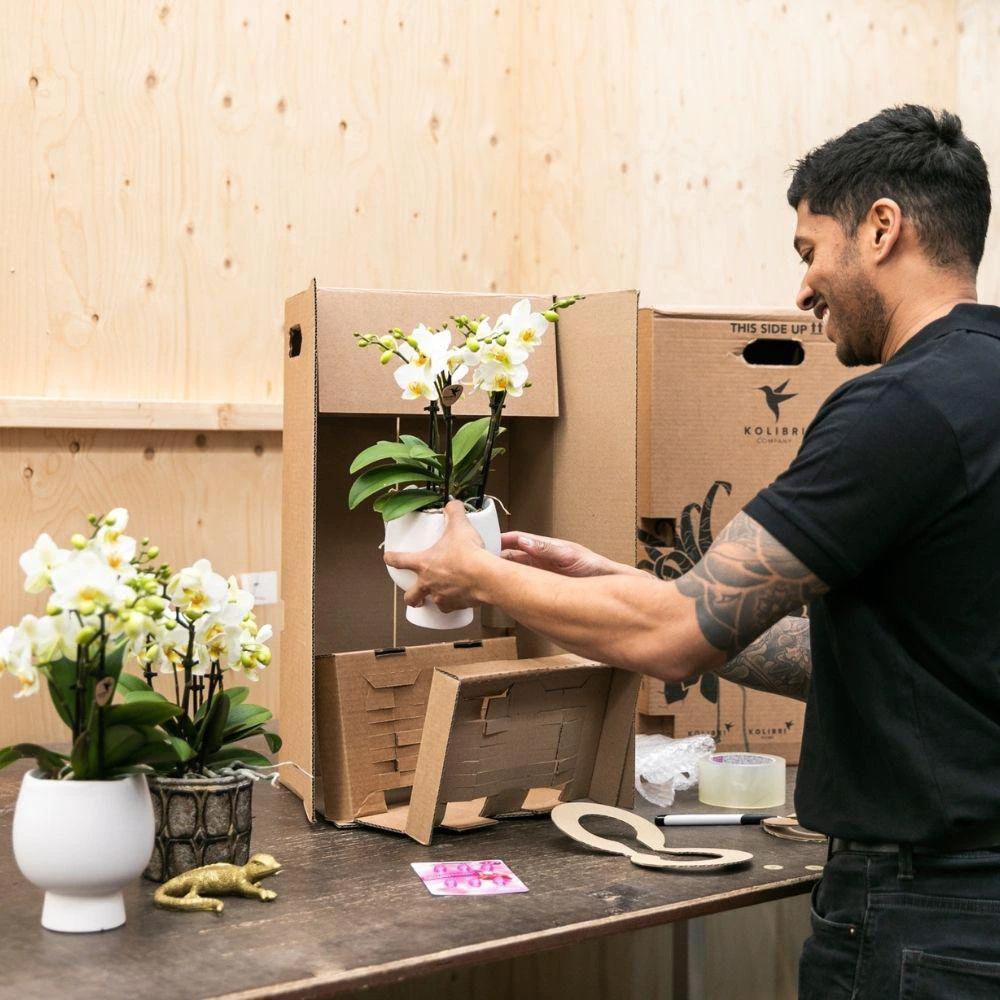 Kolibri Company | Geschenkset Inner Retreat | Pflanzen-Set mit weißer Phalaenopsis-Orchidee und Sukkulenten inkl. keramischer Dekotöpfe von Kolibri Company